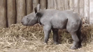 day,baby,rhino