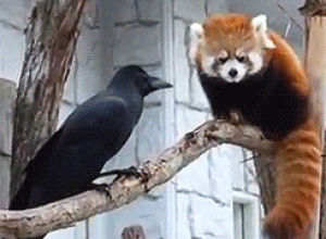 bird,red panda,raven,panda