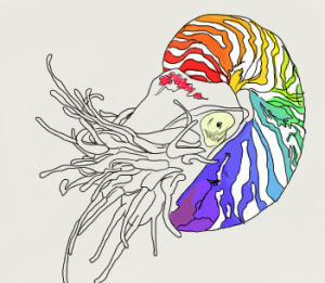 nautilus,rainbow,monsters,tentacles,cephalopod,sealife,lezzie,maki