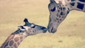love,animals,video,kiss,zoo,wildlife,giraffe,baby animals,animal s,families,san diego,sdzsafaripark,safari park