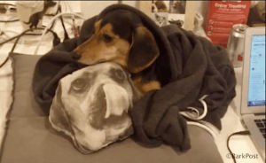 dachshund,doxie,love,funny,dog,lol,sad,puppy,work,sleep,haha,puppies,yas,rain,doggie,snuggles,cuddly,doggies,breakups meh