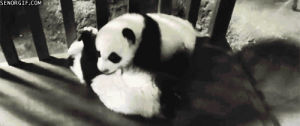 hug,panda