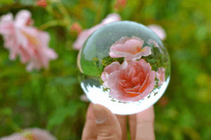 roses,crystal ball,spinning,amanda seyfried icon
