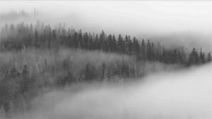 mist,fog,black and white,dark,forest