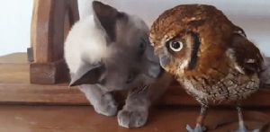 kitty,owl,hoot