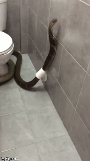 cobra,toilet,paper,roll