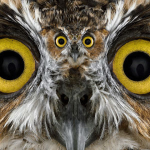 owl,night,eyes,fly,eye,owls,screen,cute,beak,zoolander,zoo,recursive,mask,greece,hide,geek,philosophy,knowledge,athens,tripadvisor,conceal,amazing,bird,cover,konczakowski,greek,amazed,wisdom,feathers