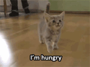 yes,food,kitty,hungry,wants