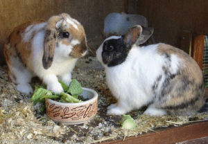 rabbit,get well soon,rabbits,bunny rabbit,animals,cute,animal,baby girl,bunny rabbits
