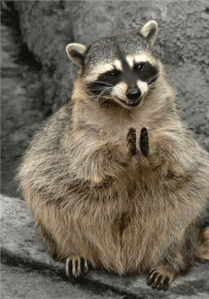 applause,good job,laughing,well done,great,nice,clapping,raccoon
