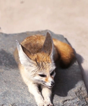 fennec fox,animals,fox,nature,wildlife