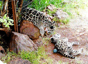 jaguar,leopard,animals,playing,sleeping