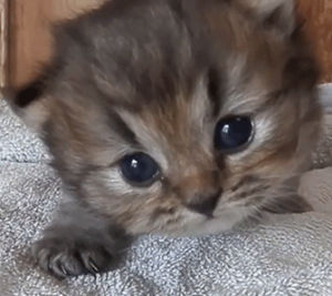 kitty,tiny,eyebleach