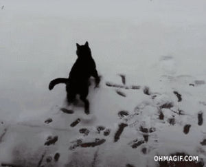 weird,cat,snow,crazy,jump,run,mixed,first time