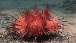 animals,science,ocean,urchins
