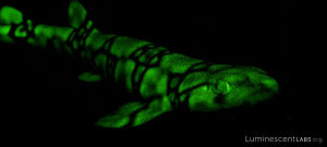 shark,biofluorescent