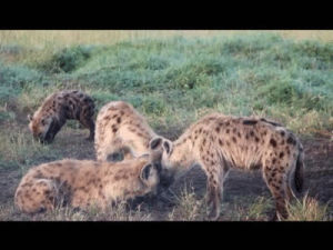 hyena,june,research,notes,mothering,kenya