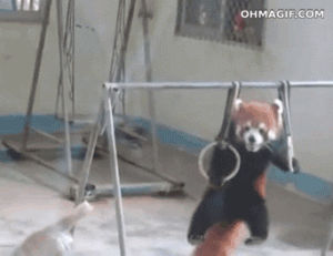 exercise,pull up,like a boss,strong,funny,animals,cute,panda,play,red panda,rings