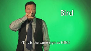 sign with robert,deaf,bird,sign language,american sign language,swr