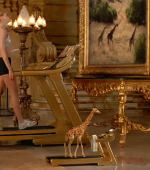 giraffe,sitepandawhalecom,pandawhale,kissing,treadmill,lap
