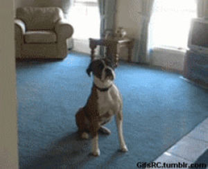 dog,animals,excited,running,jumping,home video