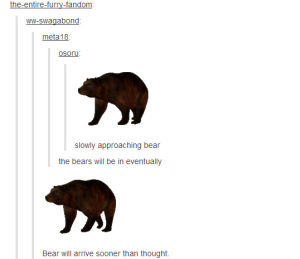 bear,slow bear,brown bear,bear walking