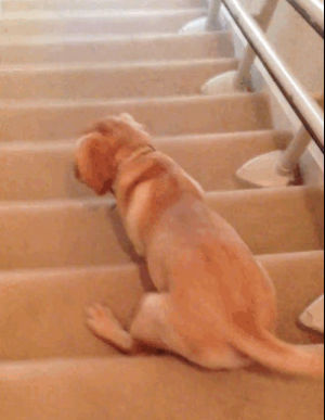 labrador,down,video,puppy,lazy,sliding,4gifs,slides,running on all fours,cute puppy