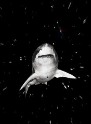 shark,space,space shark all arguments invalid