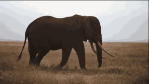 elephant,walking,strutting,quick draw