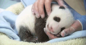 panda,funny,cute,animals
