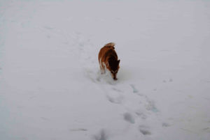 dog,snow,running,personal,winter,sniffing,shiba inu,pino