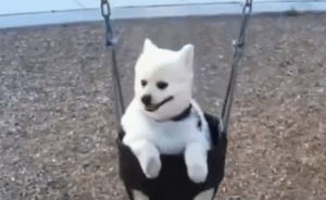 dog,swing
