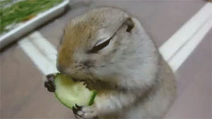 cucumbers,cute,squirrel