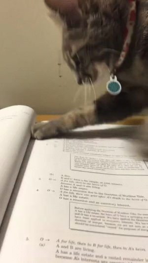 homework,cat