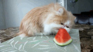 watermelon,kitty,cat,eating,meow