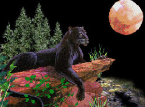 black panther