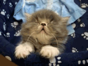 tired,fluffy cat,sleepy,kitty,falling asleep,buuurn