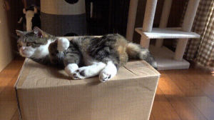 bye,cat,box,cardboard