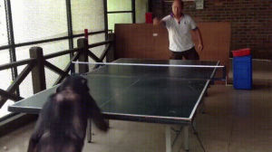 tennis,playing,table,chimpanzee
