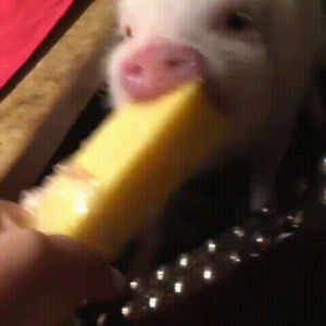 pig,loves,pineapple