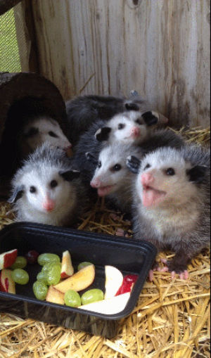 opossums,baby,eating,ufc fight night,shake your moneymaker