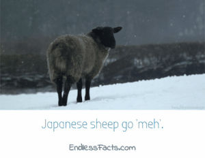 sheep,pocket,shaun the sheep movie