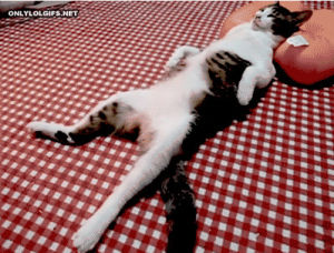 relaxed,stretched out,animals,cat,pillow