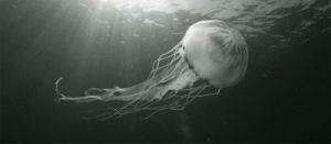 black and white,animals,nature,pretty,beauty,ocean,black white,jellyfish,sea creatures,sea life,sea animals