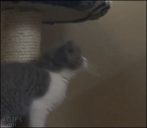 cat,fail,jump,kitten