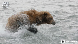 bear,cute,animals,bbc,bbc one,wildlife,alaska,alaska live,live tv,brown bear