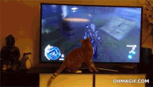 funny,cat,television,animals,video game,pet,back,curious,disappear,checking