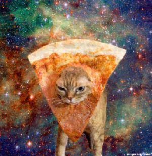 cat,pizza