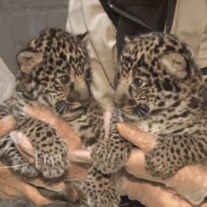 jaguar,cute,animals,cats,jaguars,baby animals