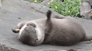 relax,otter,relaxing,paws,tosses,live your life,best life,play with your food,playing with your food